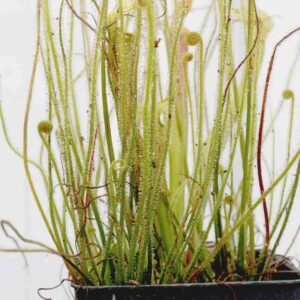 Drosera Filiformis típica