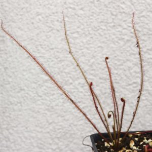 Drosera Filiformis red