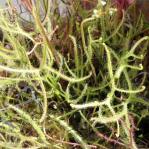 Drosera Binata