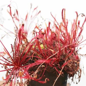 Drosera Capensis "all red"