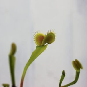 Dionaea Muscipula Sawtooth II