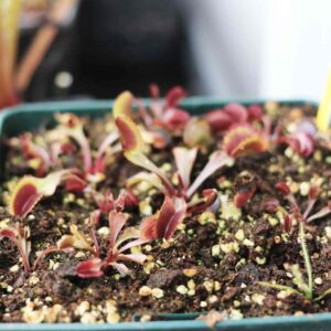 Dionaea Muscipula Red Dragon