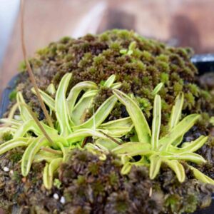Pinguicula Primuliflora