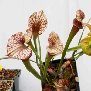 'Bordeaux Red Wine' (C.Azais)