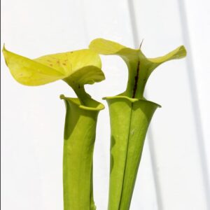 Flava variedad Rugelii