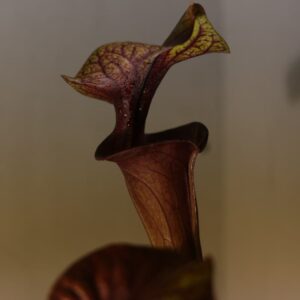 Sarracenia flava var. rubricorpora