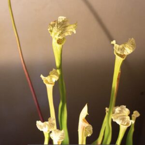 Leucophylla `Schnells Ghost’ x self