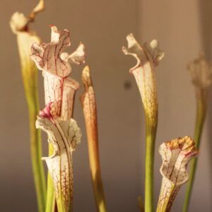 Leucophylla Tarnok