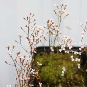 stylidium  caespitosum
