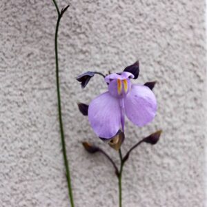 Utricularia Gibba